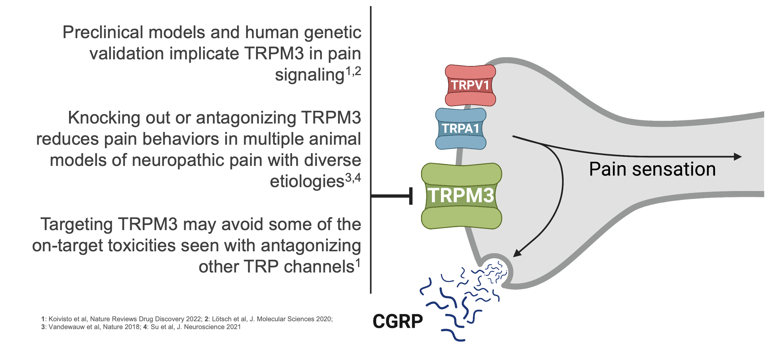 Biohaven TRPM3 is a novel druggable target in the TRP channel family